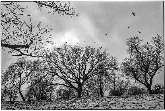 crowevepostcard