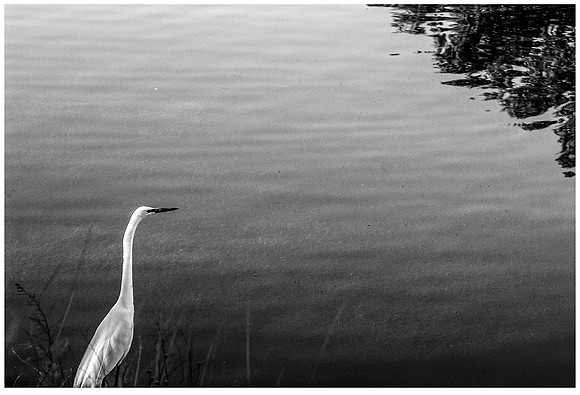 egretperchpostcard