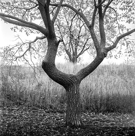 slittreefront